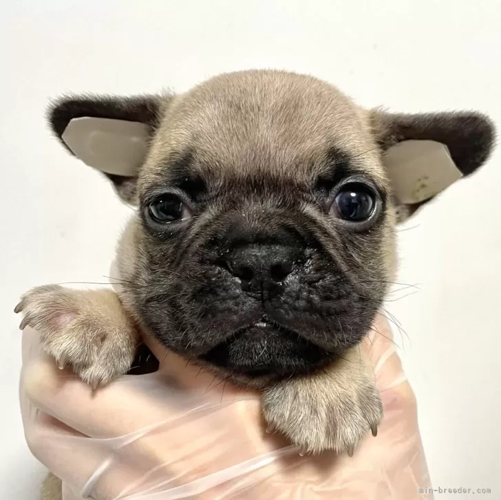 ID:2312-06354の子犬