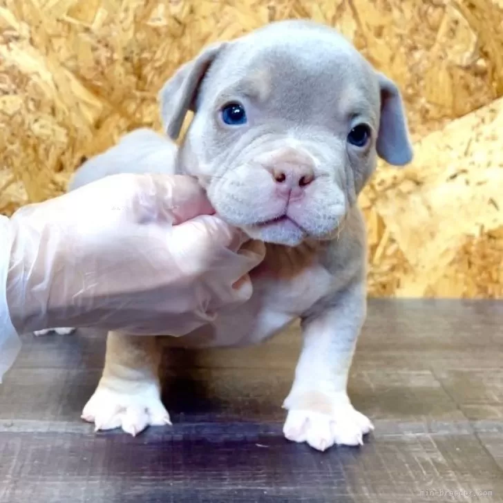 ID：2410-03900の子犬