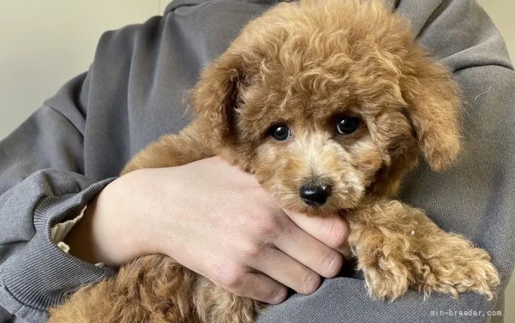 ID：2202-01279の子犬