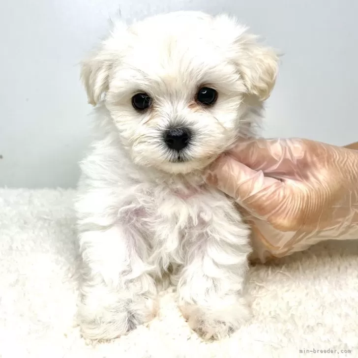 ID：2406-02445の子犬