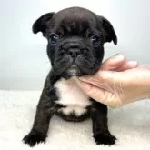 フレンチブルドッグ【茨城県・男の子・2024年4月13日・ブリンドル】の写真1