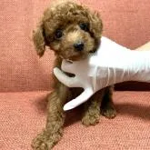 トイプードル(トイ)【茨城県・男の子・2022年5月13日・レッド】の写真1