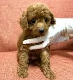 トイプードル(トイ)【茨城県・男の子・2022年5月13日・レッド】の写真2