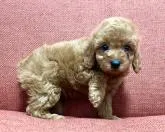 トイプードル(トイ)【茨城県・男の子・2022年4月23日・レッド】の写真3