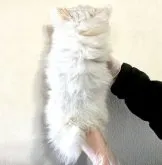 ポメチワ(ポメラニアン✖️チワワ)【茨城県・男の子・2022年11月25日・クリーム&ホワイト】の写真4