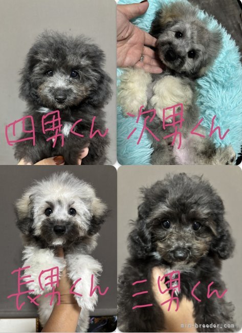 平山加月ブリーダーのブログ：可愛い盛りです❣️