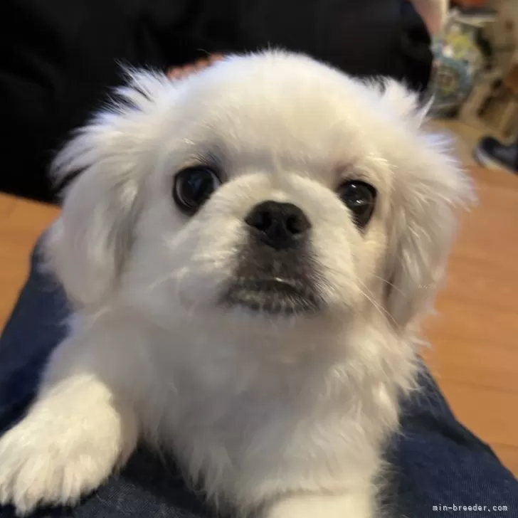 ID:2501-07254の子犬