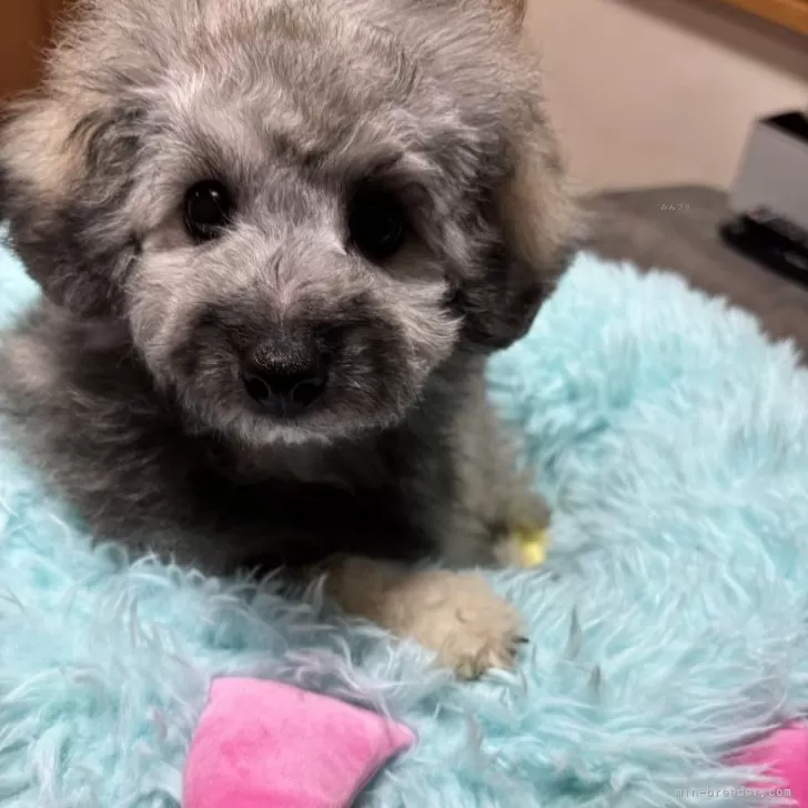 ビションプー(トイプードル×ビションフリーゼ)【宮城県・男の子・2025年7月5日・フォーンまたはクリーム】の写真1「毛色の変化が楽しみな男の子🐶おっとり君です」