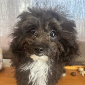 ビションプー(トイプードル×ビションフリーゼ)【宮城県・男の子・2025年7月5日・ブラックまたはシルバー】の写真「可愛い時期に早くお迎えして欲しいキャンペーン❣️」