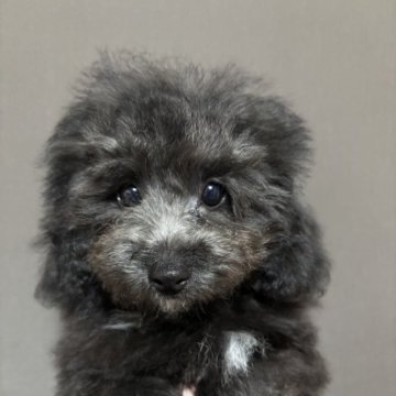 ビションプー(トイプードル×ビションフリーゼ)【宮城県・男の子・2025年7月5日・ブラックまたはシルバー】の写真「立ち耳が下がりました🐶」