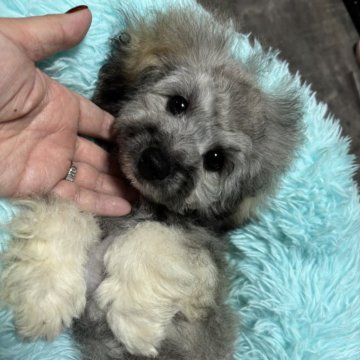 ビションプー(トイプードル×ビションフリーゼ)【宮城県・男の子・2025年7月5日・フォーンまたはクリーム】の写真「可愛い時期に早くお迎えして欲しいキャンペーン❣️」