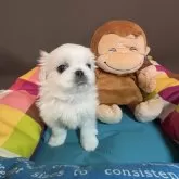 ペキニーズ【宮城県・男の子・2024年12月19日・ホワイト】の写真3