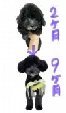 ビションプー(トイプードル×ビションフリーゼ)【宮城県・男の子・2025年7月5日・フォーンまたはクリーム】の写真6「以前巣立った子です🩵毛色の変化です⚠️飼い主様の許可済みの掲載です」