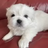 ペキニーズ【宮城県・男の子・2024年6月11日・ホワイト】の写真1