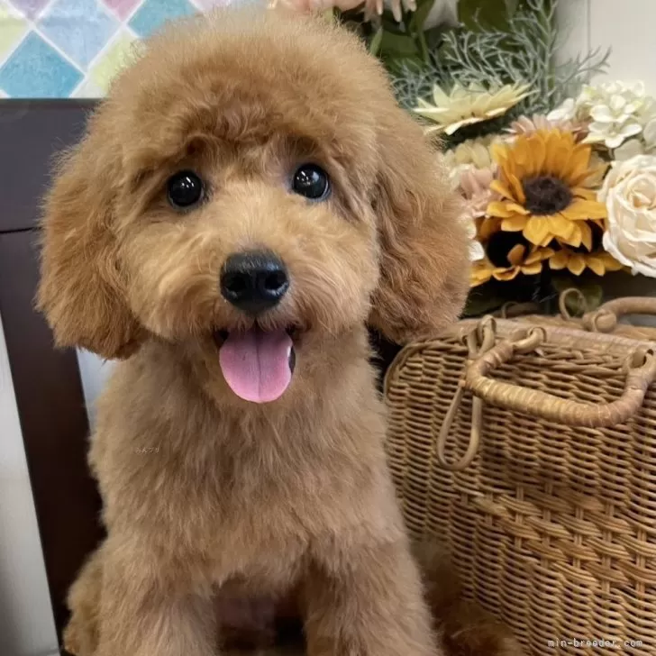 S.K 様のお迎えした子犬