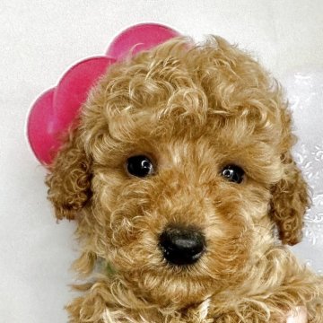 トイプードル(トイ)【静岡県・男の子・2025年4月29日・アプリコット】の写真「パピちゃんヘアークリクリ巻毛可愛くなりました　💚」