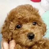 トイプードル(トイ)【静岡県・女の子・2025年4月21日・レッド】の写真3「皆かわいい子達ばかりです🥰🥰💛💛」