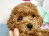 トイプードル(トイ)【静岡県・女の子・2025年4月21日・レッド】の写真7