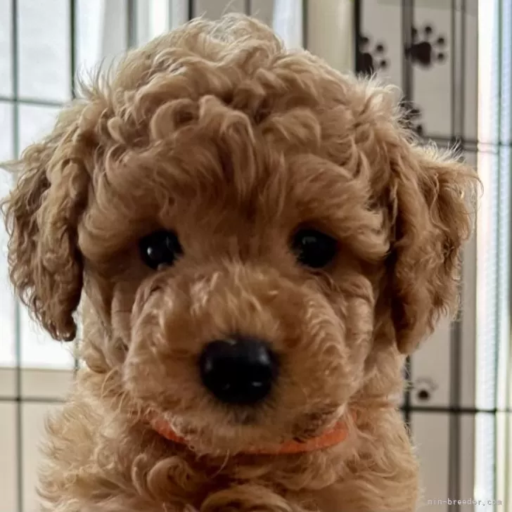 ID:2409-06009の子犬