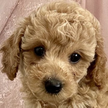 トイプードル(トイ)【静岡県・女の子・2024年9月3日・アプリコット】の写真「とても可愛い女の子です💛」