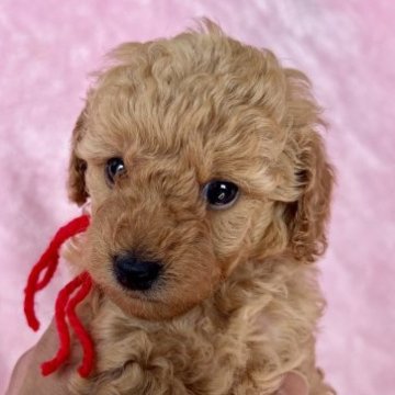 トイプードル(トイ)【静岡県・女の子・2023年5月16日・アプリコット】の写真「たくさん産まれてます💕お気に入り💕見つけて下さい」