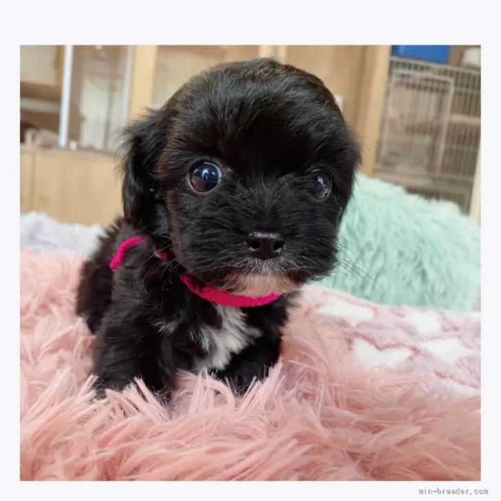 ID:2206-00047の子犬