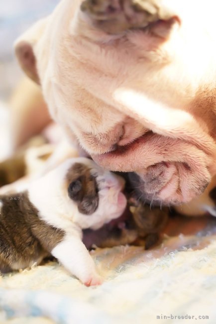 当犬舎ではできる限り親犬と一緒に過ごしています。｜大塚　美穂(おおつか　みほ)ブリーダー(滋賀県・ブルドッグなど・JKC/日本犬保存会登録)の紹介写真4