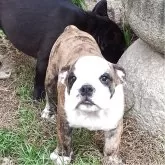 ブルドッグ