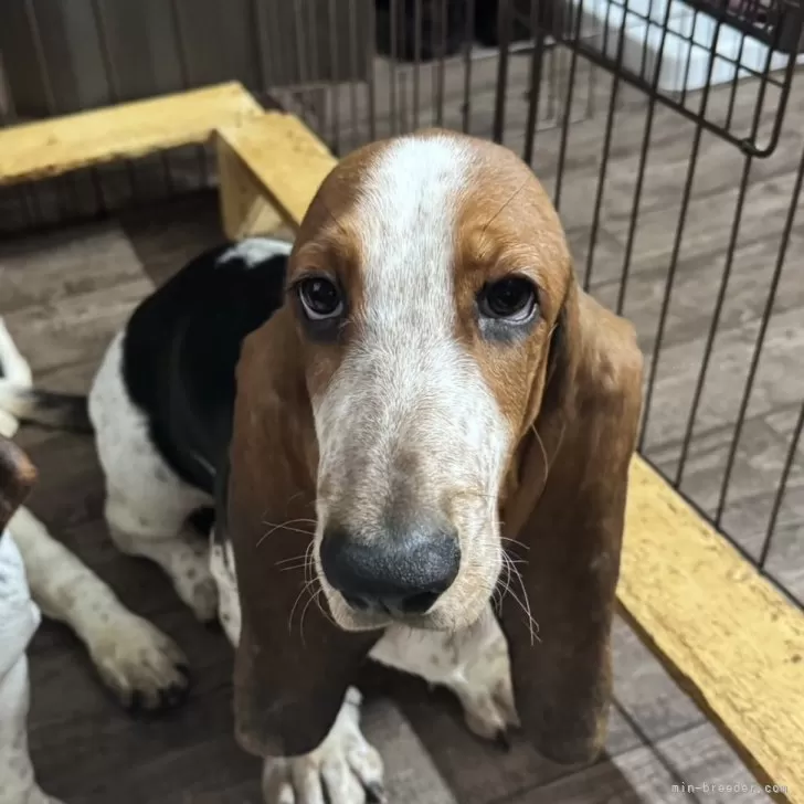 バセットハウンド【北海道・男の子・2025年7月31日・ブラックホワイト&amp;タン】の写真1