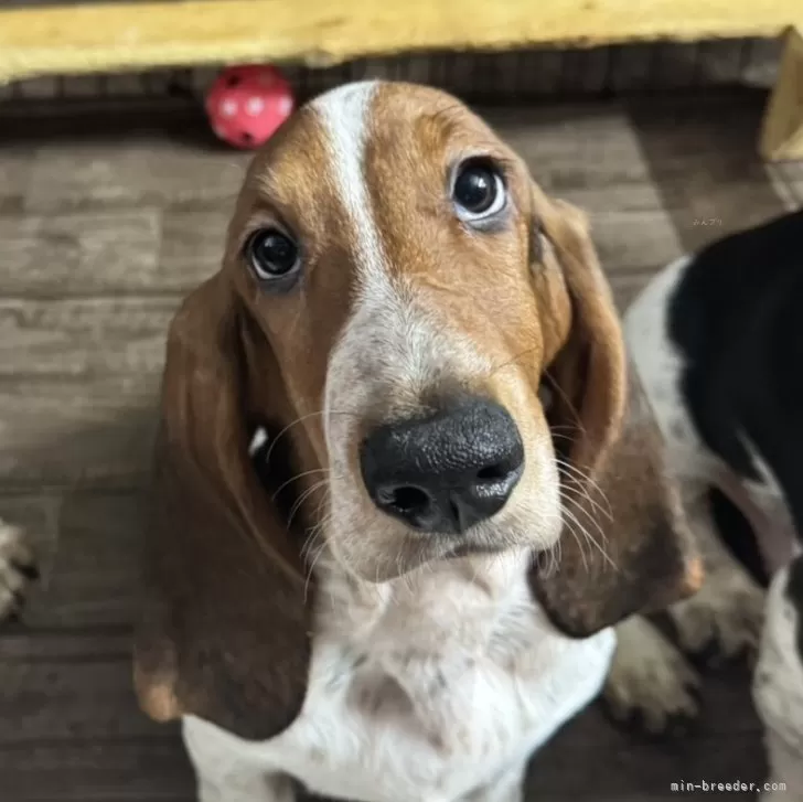 バセットハウンド【北海道・女の子・2025年7月31日・ブラックホワイト&amp;タン】の写真1