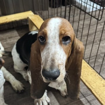 バセットハウンド【北海道・男の子・2025年7月31日・ブラックホワイト&タン】の写真「イケメンくん」