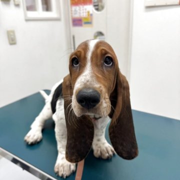 バセットハウンド【北海道・女の子・2025年7月31日・ブラックホワイト&タン】の写真「プリティ女子」