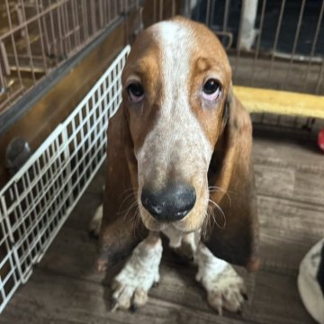 バセットハウンド【北海道・男の子・2025年7月31日・ブラックホワイト&タン】の写真「イケメンくん」