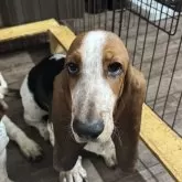 バセットハウンド