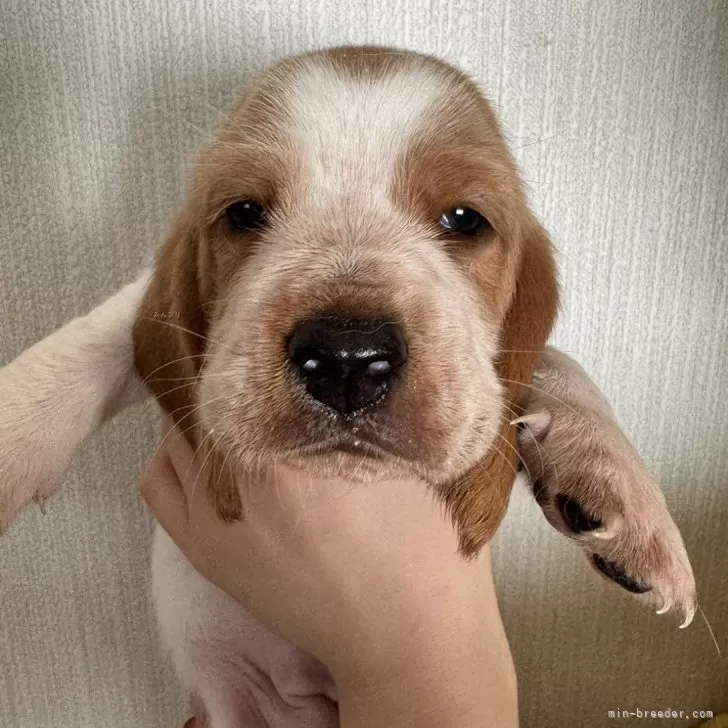 ID：2410-05252の子犬