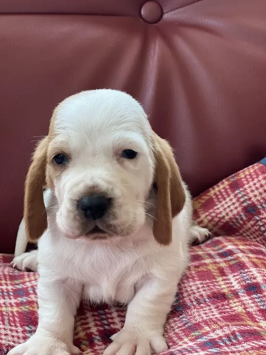 ID：2203-02238の子犬