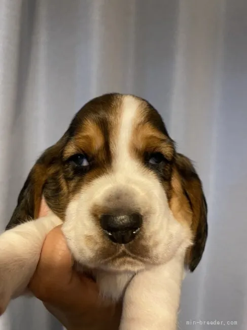 ID：2108-01963の子犬