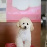 トイプードル(トイ)【福井県・男の子・2025年5月15日・ペールフォーン】の写真2