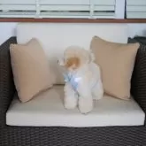 トイプードル(トイ)【福井県・男の子・2025年5月15日・ペールフォーン】の写真4