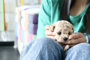 トイプードル(ティーカップ)【福井県・女の子・2021年5月9日・クリーム】の写真「可愛いくりくりお目めになりそうです☺️」