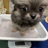 チワワ(ロング)【栃木県・男の子・2025年12月23日・セーブル】の写真13