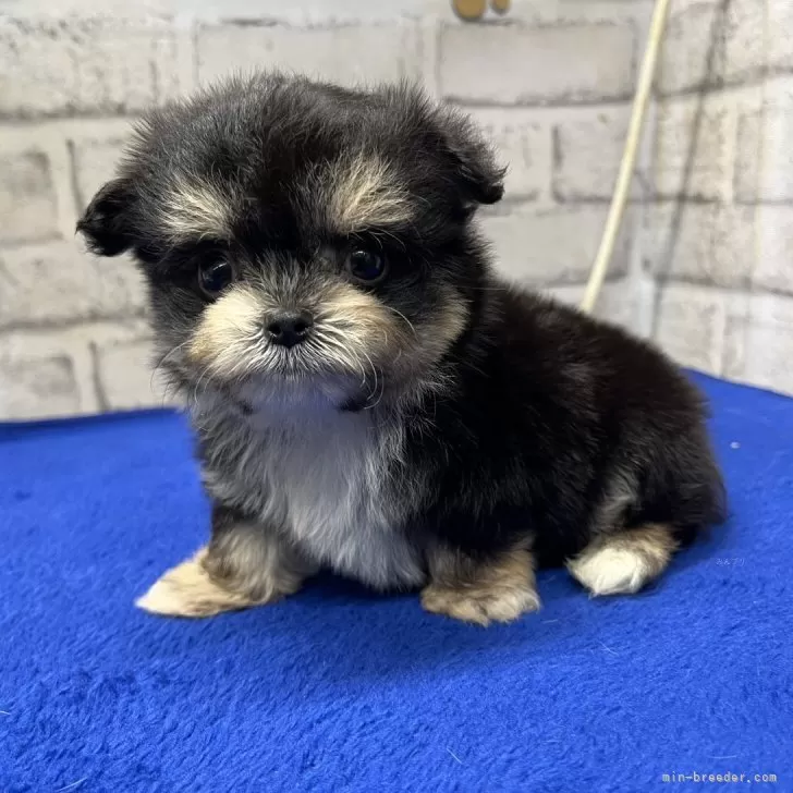 M.T 様のお迎えした子犬