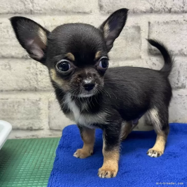 ID：2505-04643の子犬