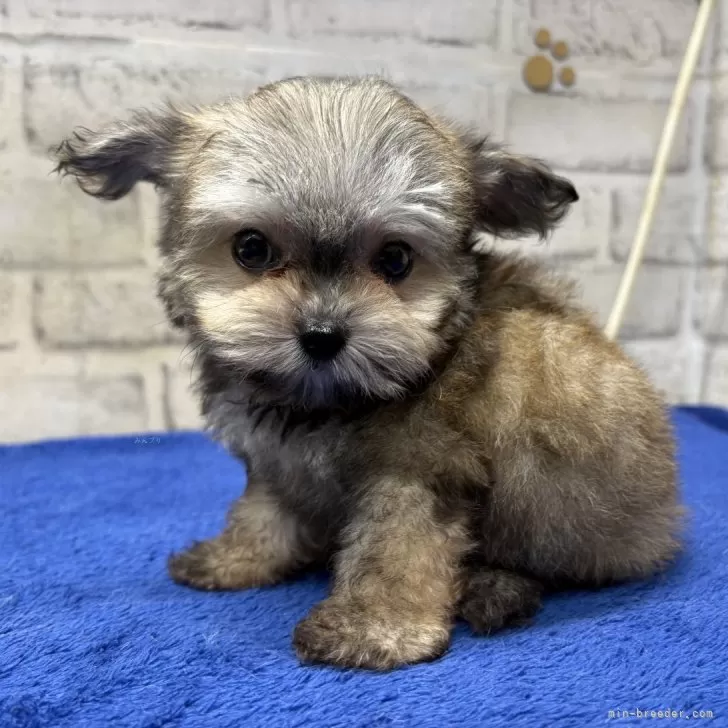 ID：2508-02846の子犬