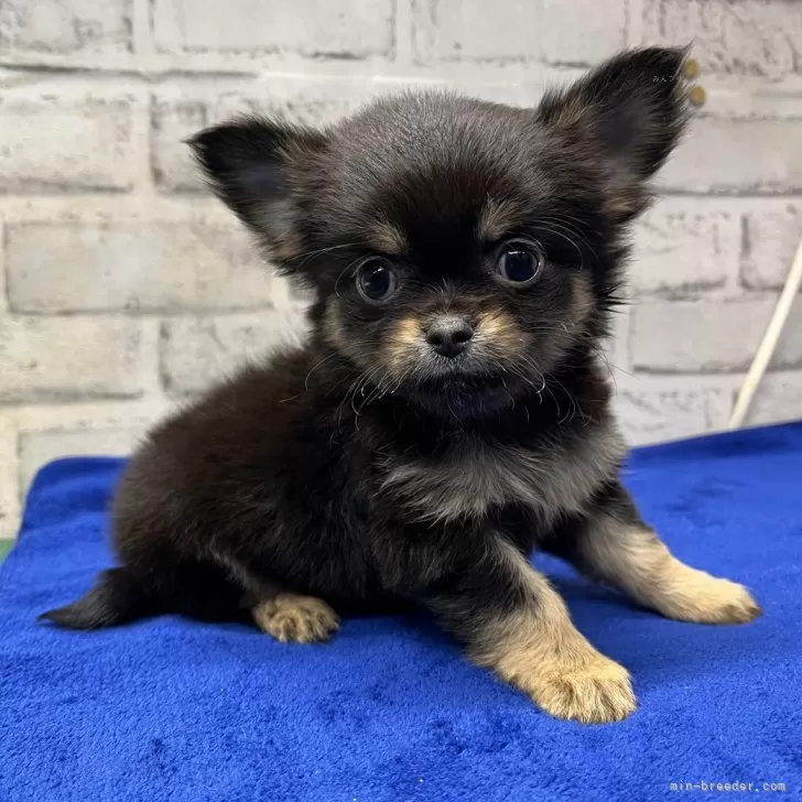 ID：2505-02370の子犬