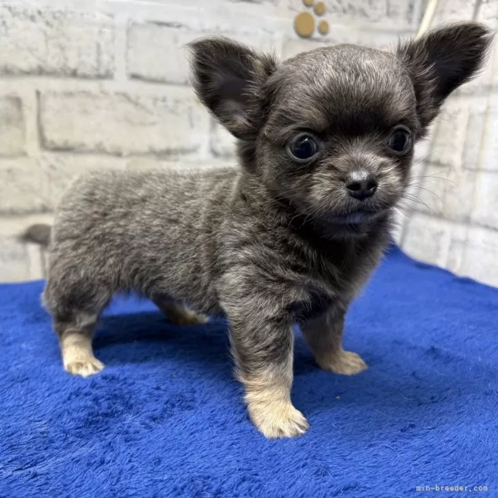 ID：2508-06231の子犬