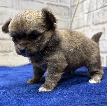 チワワ(ロング)【栃木県・男の子・2025年11月11日・セーブル&ホワイト】の写真「可愛いお顔のセーブルホワイトのチワワの男の子です。」