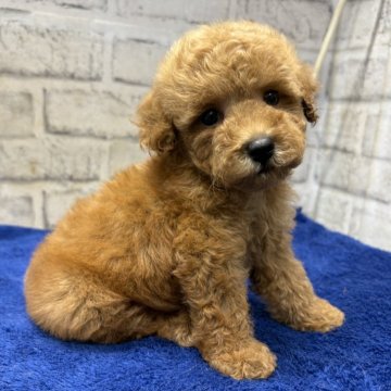 トイプードル(トイ)【栃木県・女の子・2025年8月3日・レッド】の写真「クリクリお目目が可愛いトイプーの女の子」