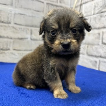 ポメックス(ポメラニアン×ダックスフンド)【栃木県・男の子・2025年6月22日・セーブル】の写真「小柄で可愛いらしいポメックスの男の子です。」