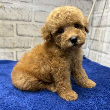 トイプードル(トイ)【栃木県・女の子・2025年8月3日・レッド】の写真「クリクリお目目が可愛いトイプーの女の子」